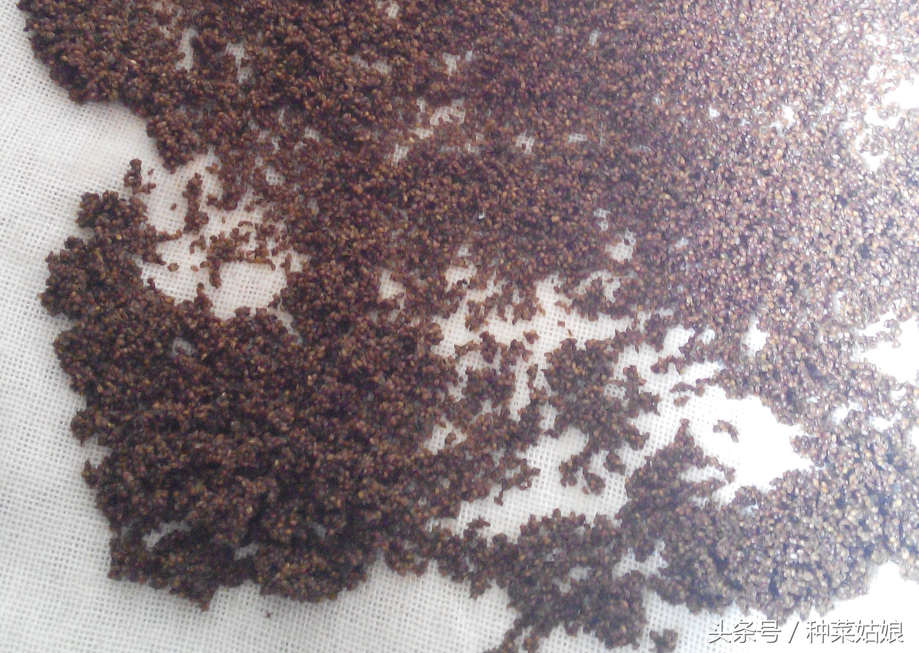 芹菜一星期没出苗还能出苗吗,现在种芹菜怎样快速出苗