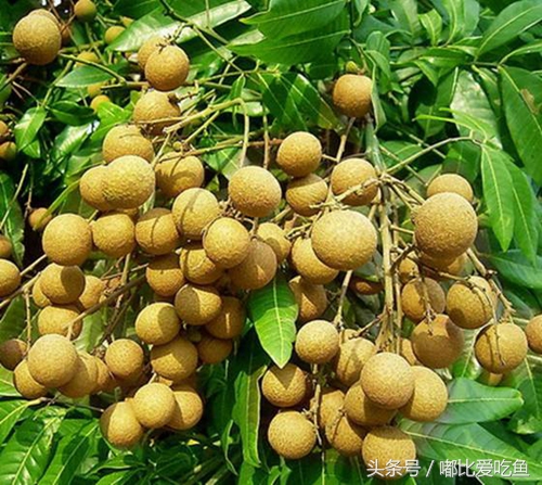 漳州市特产有哪些,漳州的特产有哪些介绍