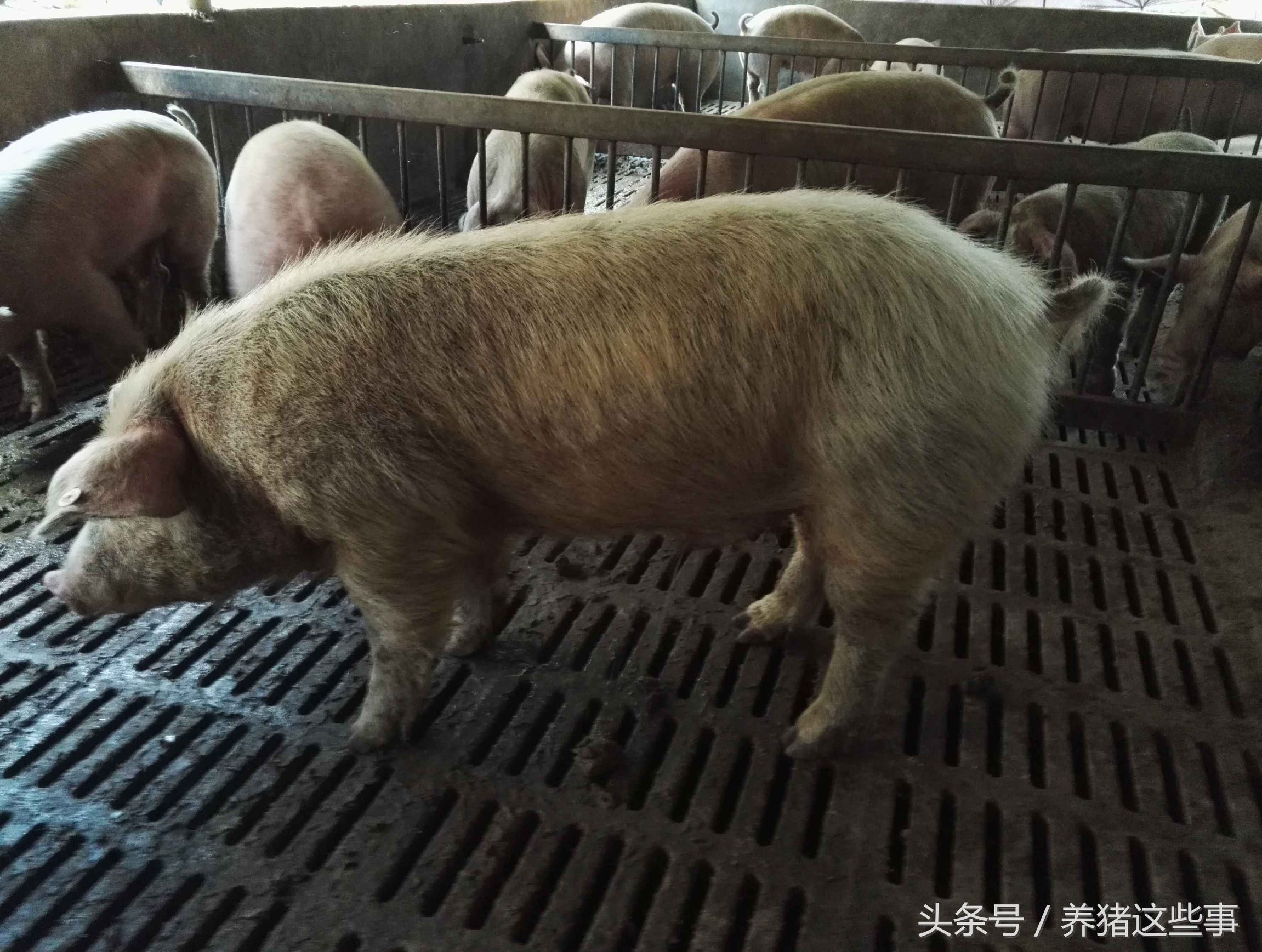 猪疥虫治疗方法,猪疥螨病怎么治疗