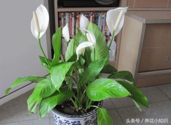 家中养花摆台,室内养花桌面摆放