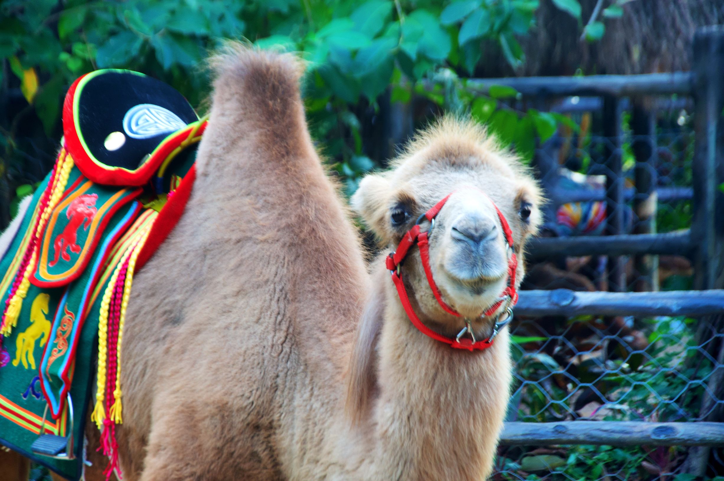 三亚度假巨无霸五天五夜玩不腻,避寒之旅三亚