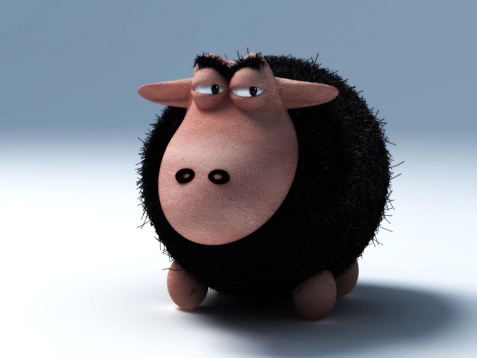 养羊的前期的准备工作,养羊技术大全羔羊的管理视频