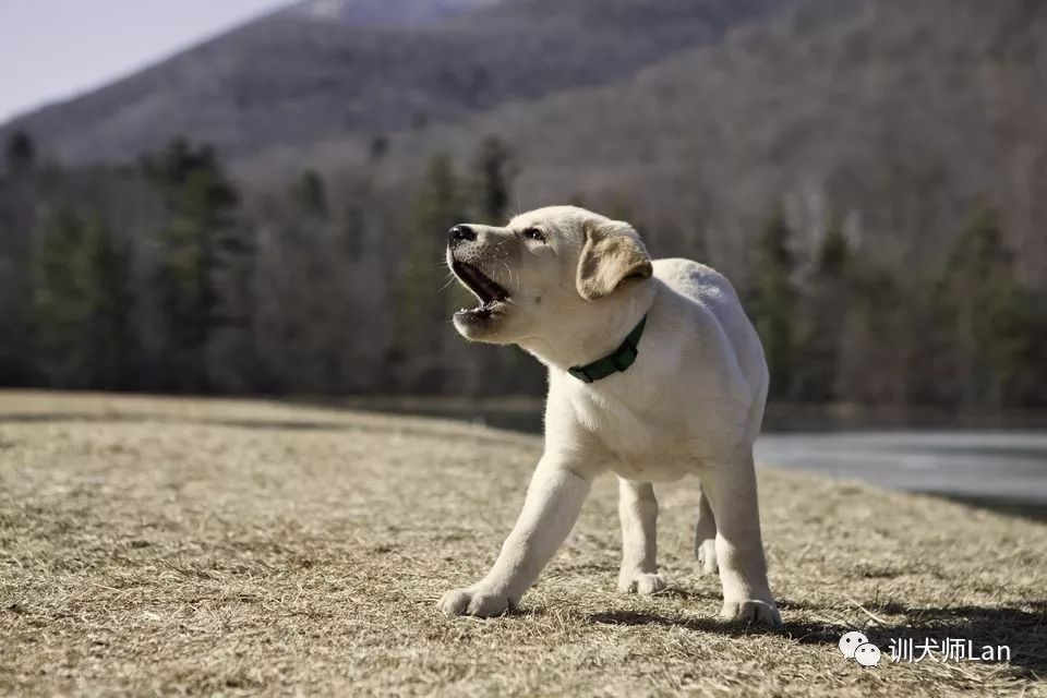 什么方法阻止狗狗乱叫,怎样停止狗狗对人叫