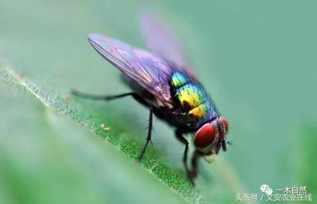 秋天昆虫图谱大全,室内常见昆虫图谱