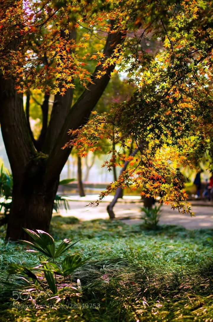 12月去重庆低价机票,十一月广州机票去哪最便宜