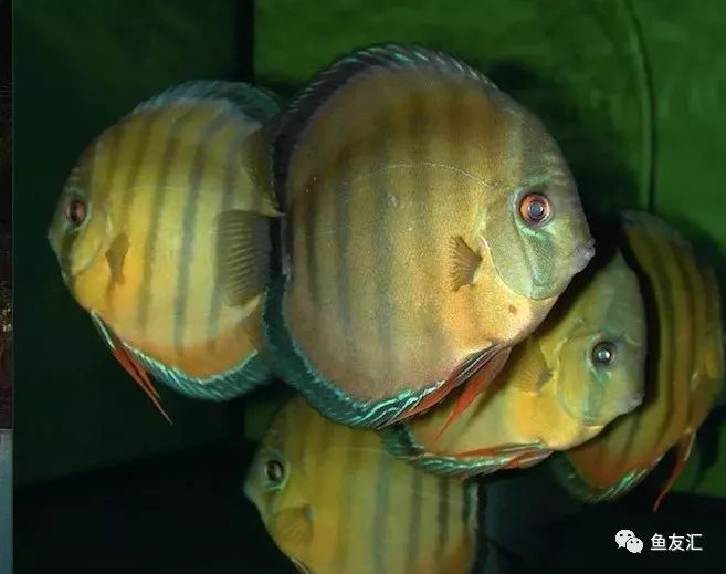 野菜分类,野彩和家彩的饲养区别