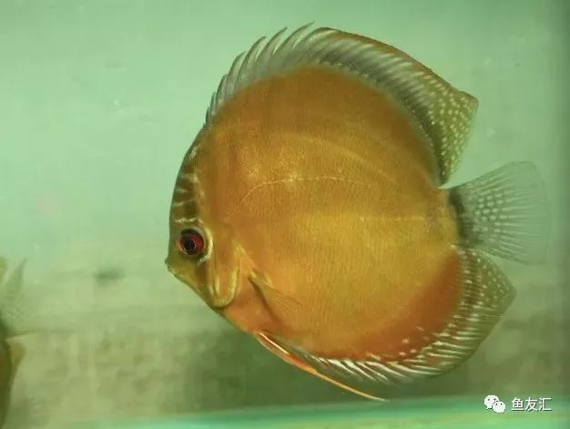 野彩和家彩的饲养区别,野彩到底好不好养