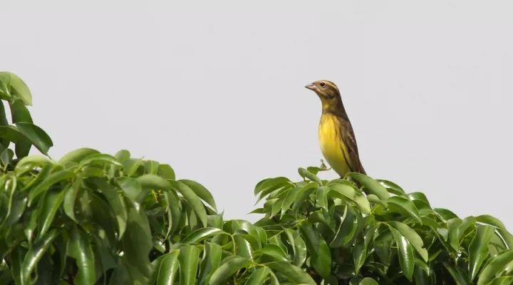 被吃灭绝的禾花雀,禾花雀有多危险