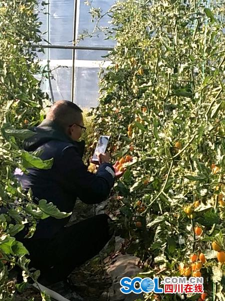 邮政农村电商邮乐网,邮乐网网上购物生鲜