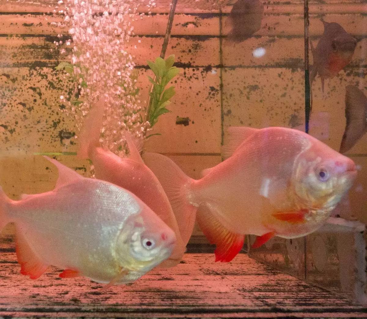 关于混养塘,最简单的混养方法