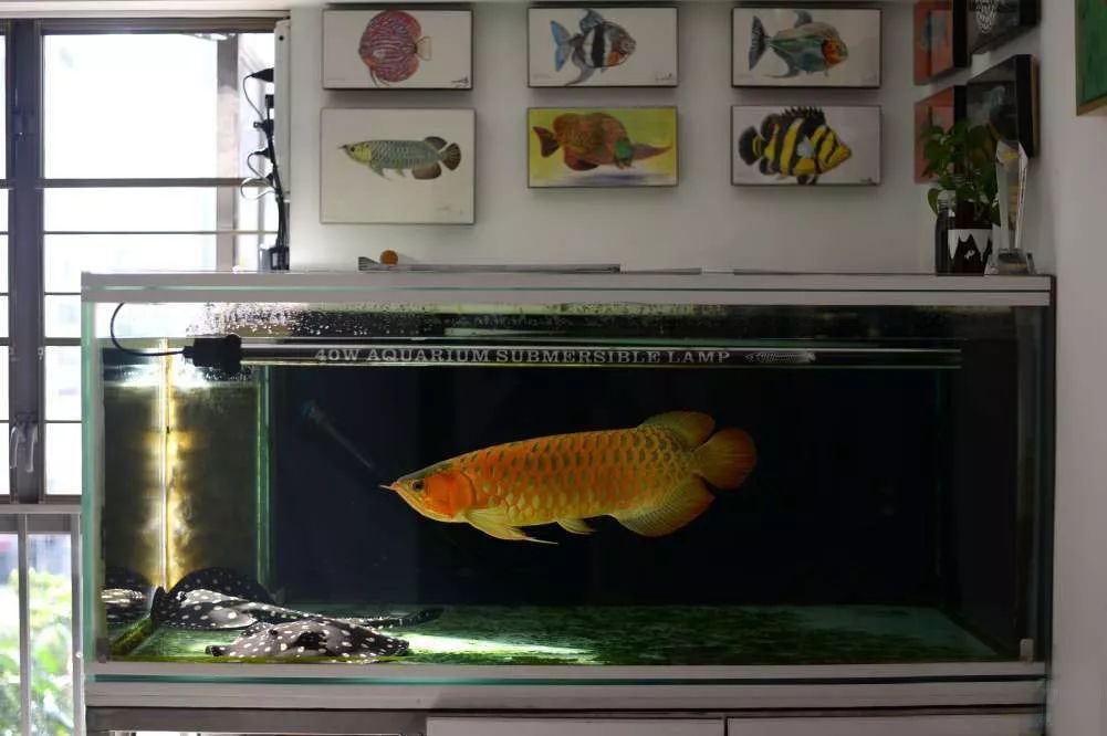 压养和正常养的龙鱼区别,养红龙是白灯好还是红灯好