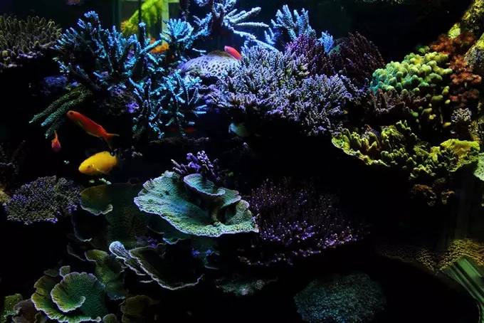 大型海缸欣赏,海缸有什么可玩的