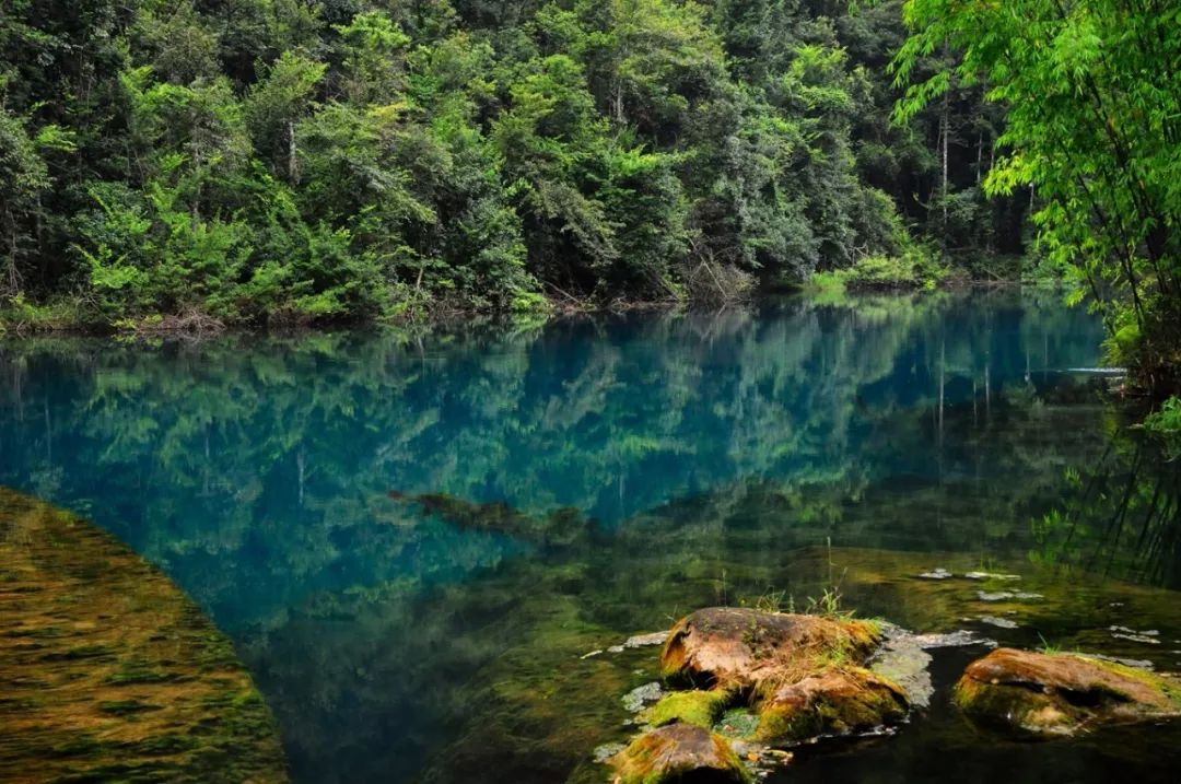 黔南原始森林风景,遇见森林风景