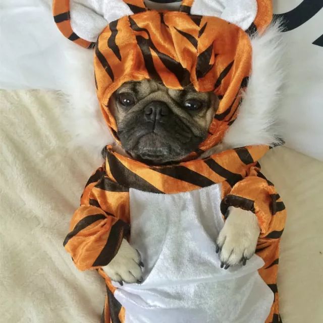 潮狗道格“爷是你无法攀登到的高度”丨每日午间报