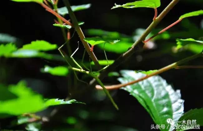 秋天昆虫图谱大全,室内常见昆虫图谱