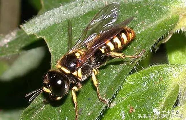 秋天昆虫图谱大全,室内常见昆虫图谱