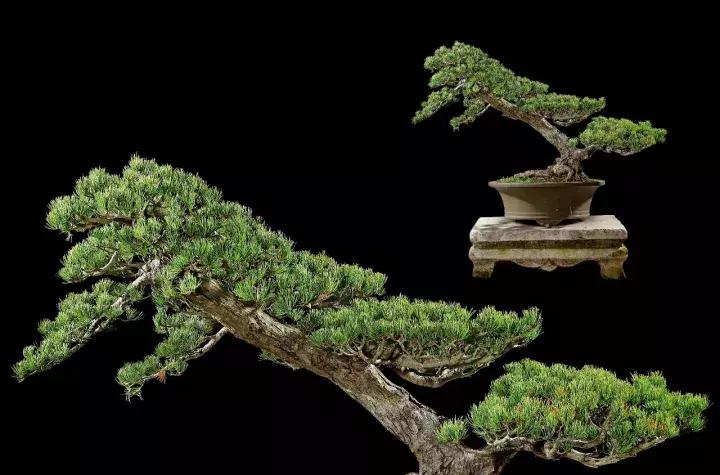 三角枫盆景精品欣赏 (三角枫对节白蜡盆景图片大全欣赏)