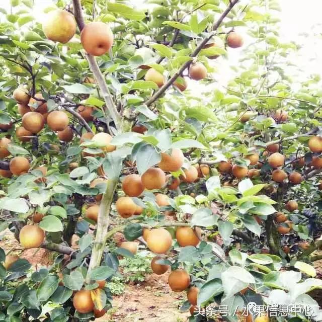 梨子的品种与产地,梨子品种及产地