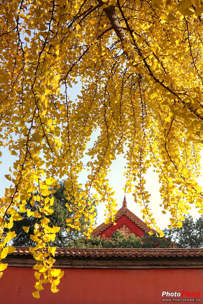 佳能eos800d摄影视频,佳能eos800d拍出来是黑白的