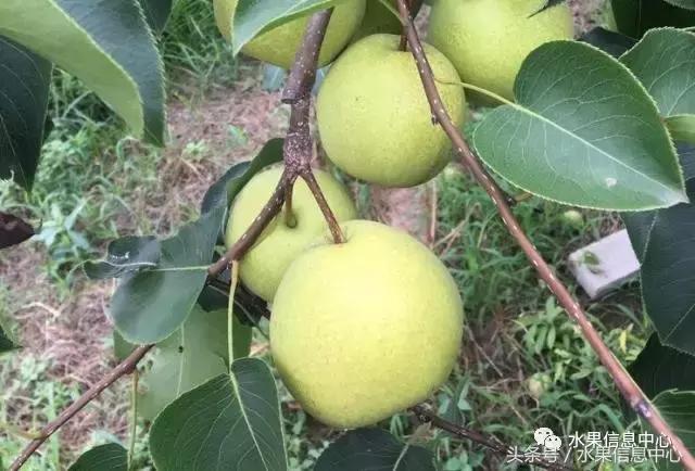 什么品种的梨子又大又甜水分又多,水果梨子产地