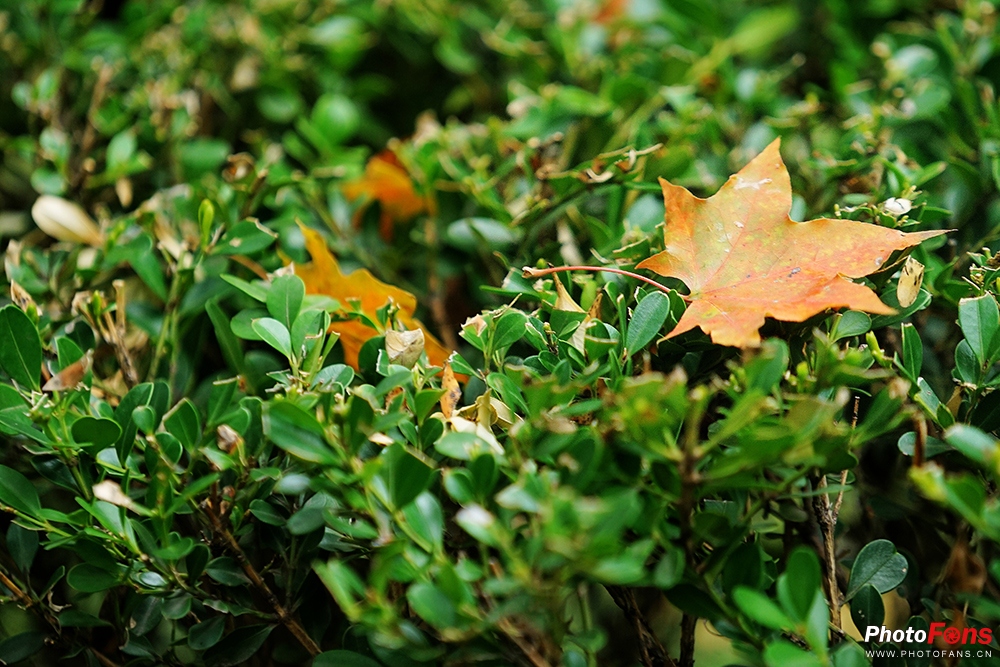 佳能eos800d摄影视频,佳能eos800d拍出来是黑白的