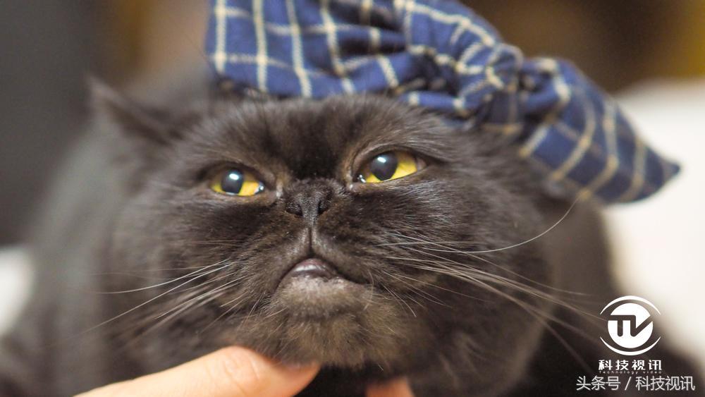 奥林巴斯1454镜头评测图,奥林巴斯40-150pro镜头画质比较