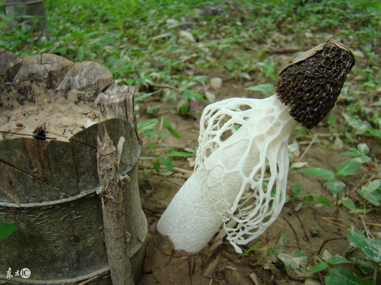 饭桌上的好物,公认最好吃的菌