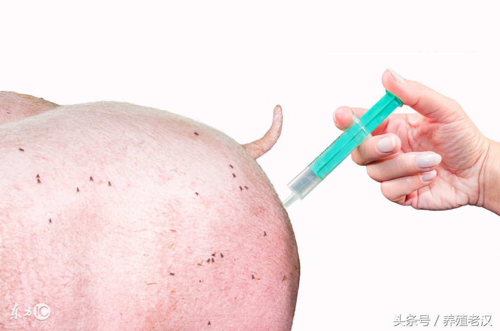 猪脱肛什么原因造成的,猪脱肛是什么原因导致的