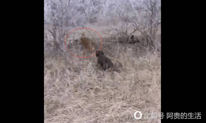 自然界“装死达人”我只服狐狸，居然可以骗过*狗猎**成功逃生