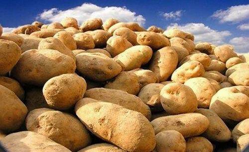 毕节的这些特色农产品你都知道吗,毕节十大特产农产品