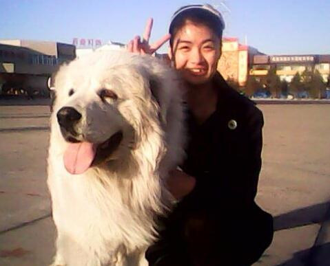 如何挑选大白熊犬,纯种大白熊怎么辨别