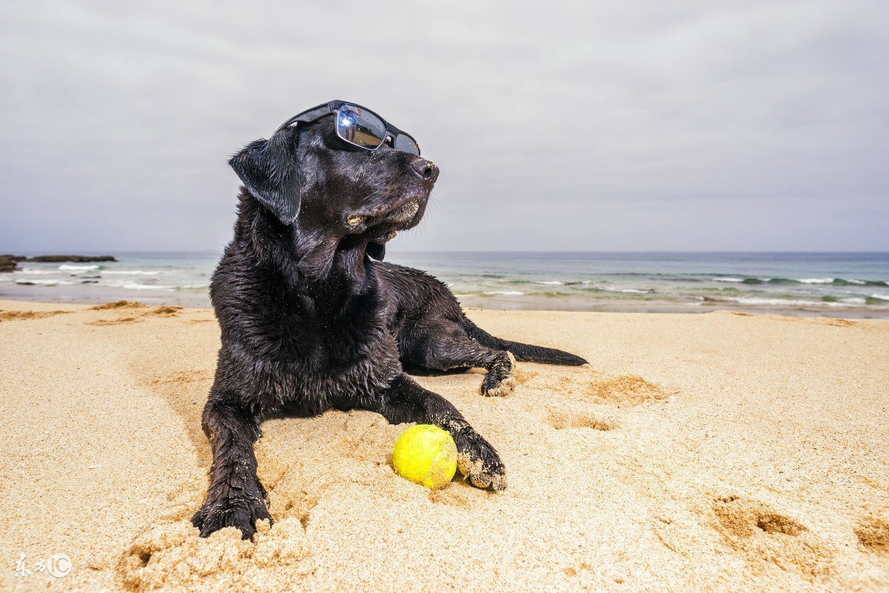狗狗细小拉稀是什么颜色,狗狗拉稀是不是营养没吸收