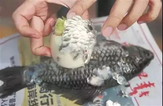 爱吃鱼吗？教你几招轻松去鱼鳞的方法