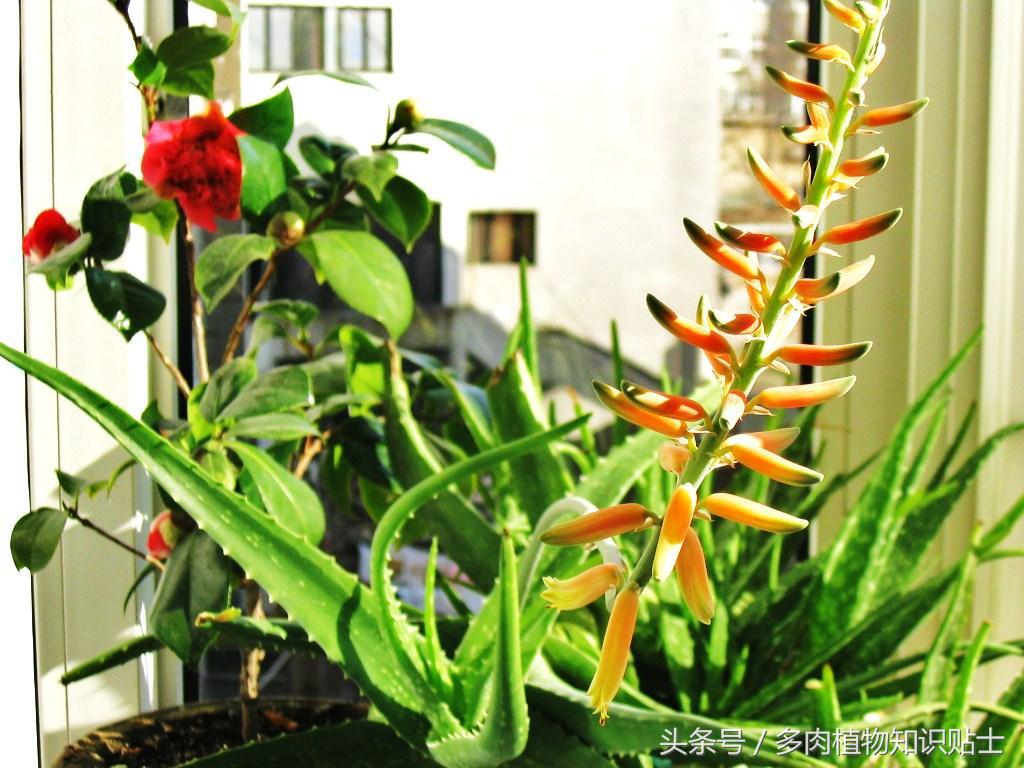 芦荟开花后怎么养殖,芦荟开花会结种子吗