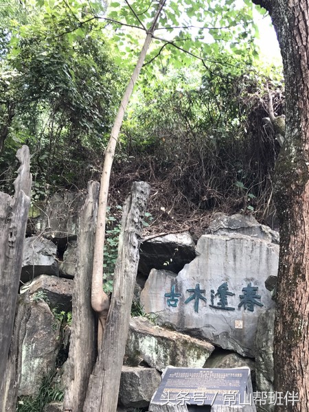 今年开化根宫佛国开化人免门票吗,衢州市开化根宫佛国文化旅游景区
