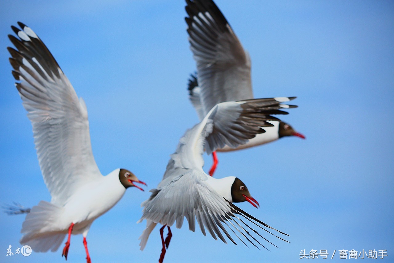 拉绿便怎么治疗最好,呕吐拉水最快的治疗方法
