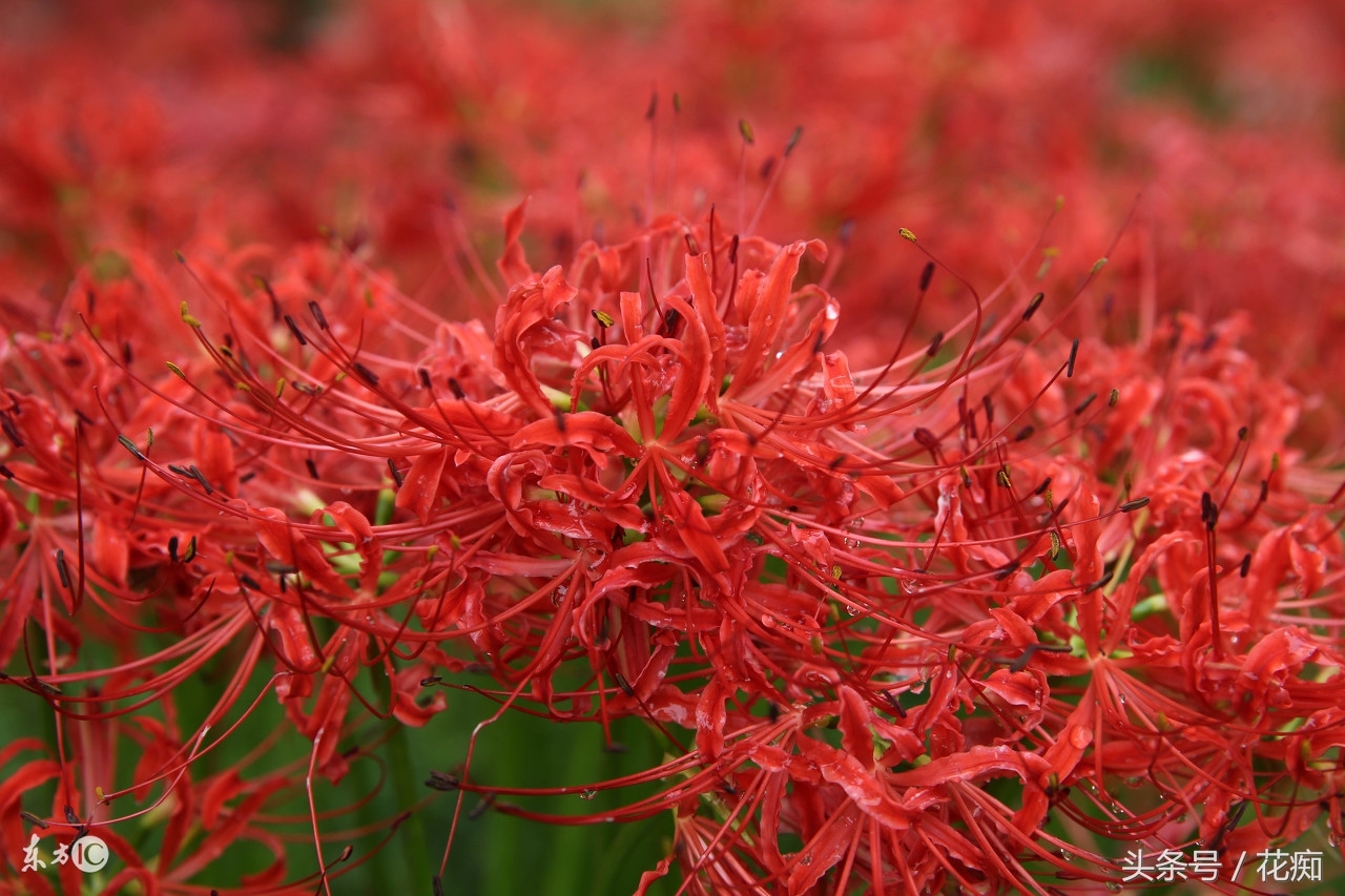花叶永不相见的是什么花,彼岸花叶子长出来的图片