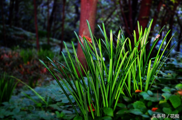花叶永不相见的是什么花,彼岸花叶子长出来的图片