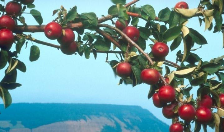 山楂树黄化病治疗方法,山楂黄叶的原因和处理办法