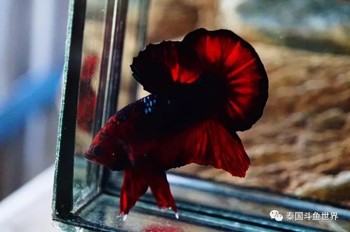 泰国斗鱼拍卖小丑鱼,泰国斗鱼拍卖最新视频