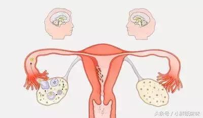 你了解受孕的过程吗,怎么区分排卵和怀孕