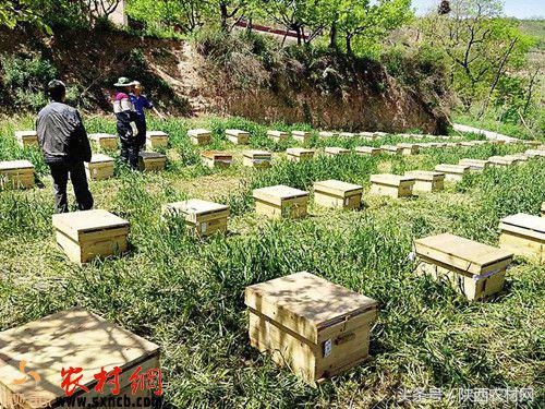 临潼区农林局发展都市生态农业助力精准扶贫