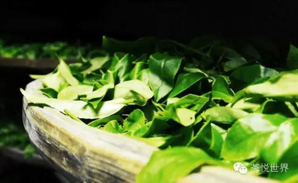 凤凰单枞茶喝出来的健康,凤凰单枞茶的合理饮法