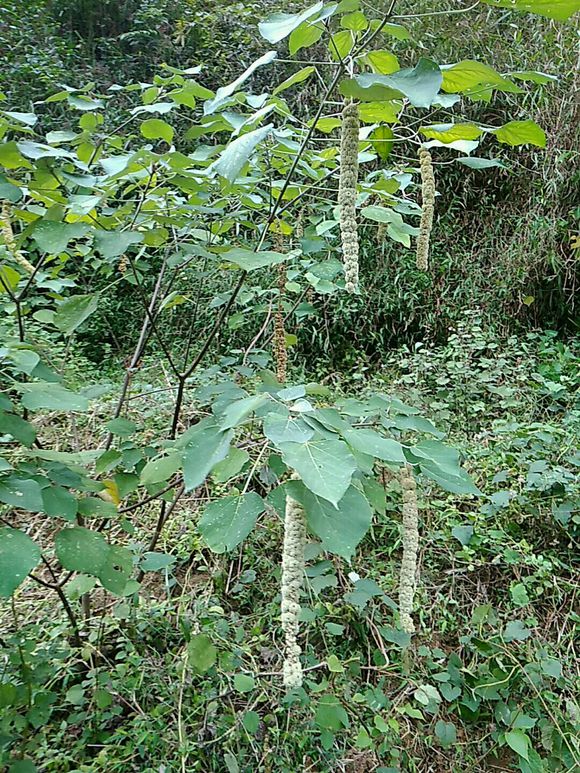 这个就是白背叶，你认识吗？知道它有什么秘密吗？