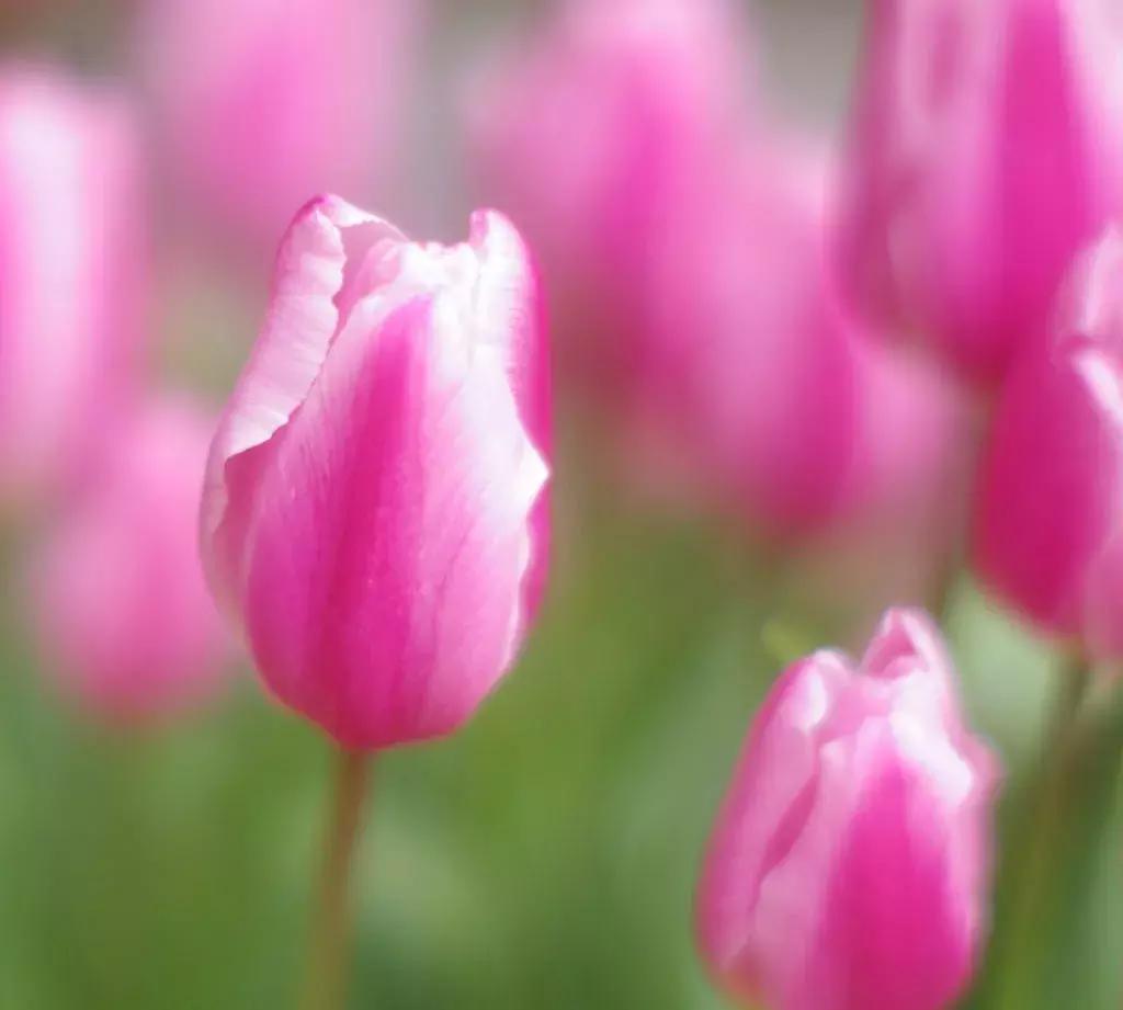 有寓意的花名英文名,有意义的花名英文