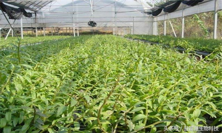 铁皮石斛叶子蔫了怎么办,铁皮石斛叶子黄了是怎么回事