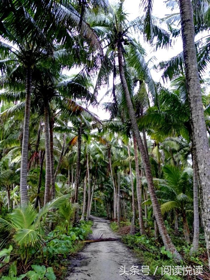 海南东郊椰林旅游攻略,海南静谧的椰林