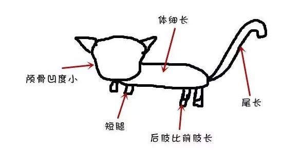 猫和狗的祖先是同一种,猫和狗的祖先进化史