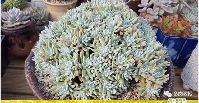 韩国大棚多肉视频,韩国原装进口多肉大棚