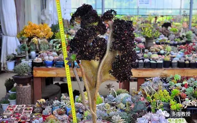 韩国大棚多肉视频,韩国原装进口多肉大棚